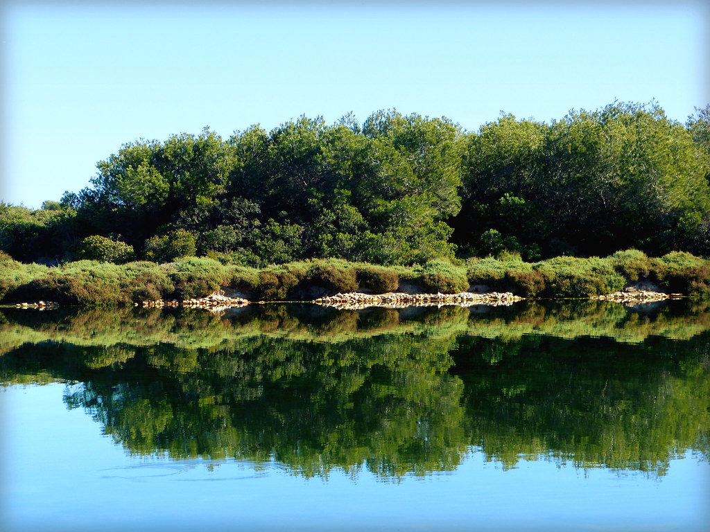 Lago con reflejo de árboles en El Saler & La Devesa