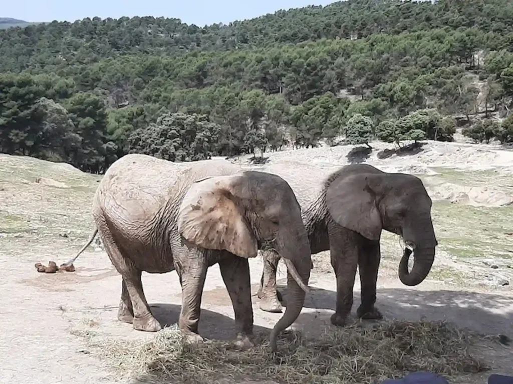 Safari Aitana