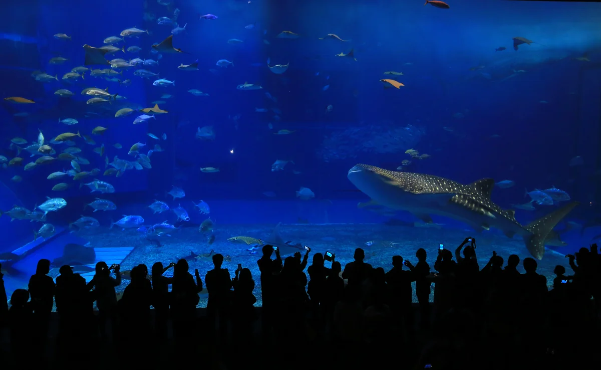 Sea Life Oporto