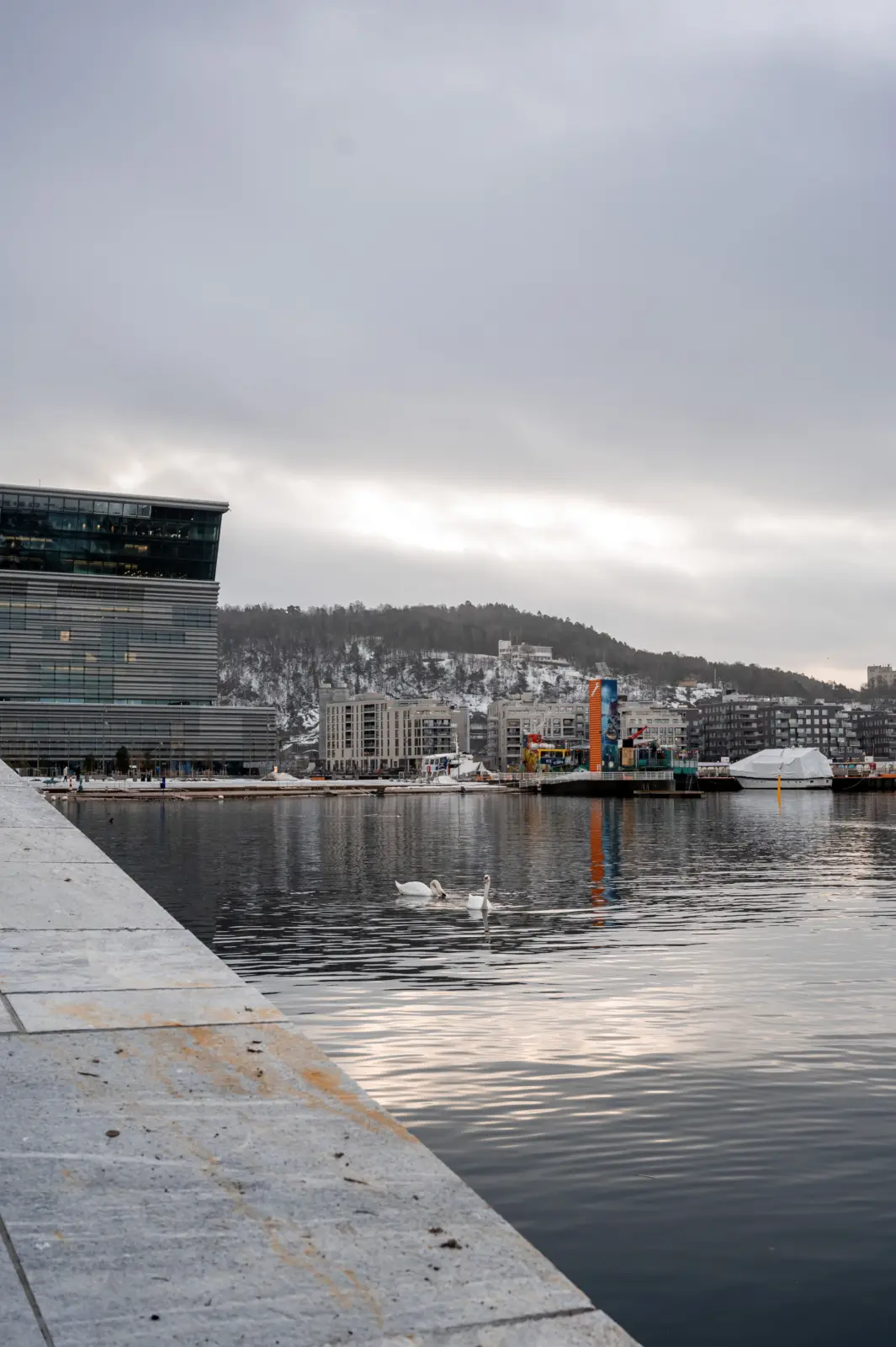 Frente marítimo de Bjørvika en Oslo, con dos cisnes en el fiordo y edificios modernos al fondo