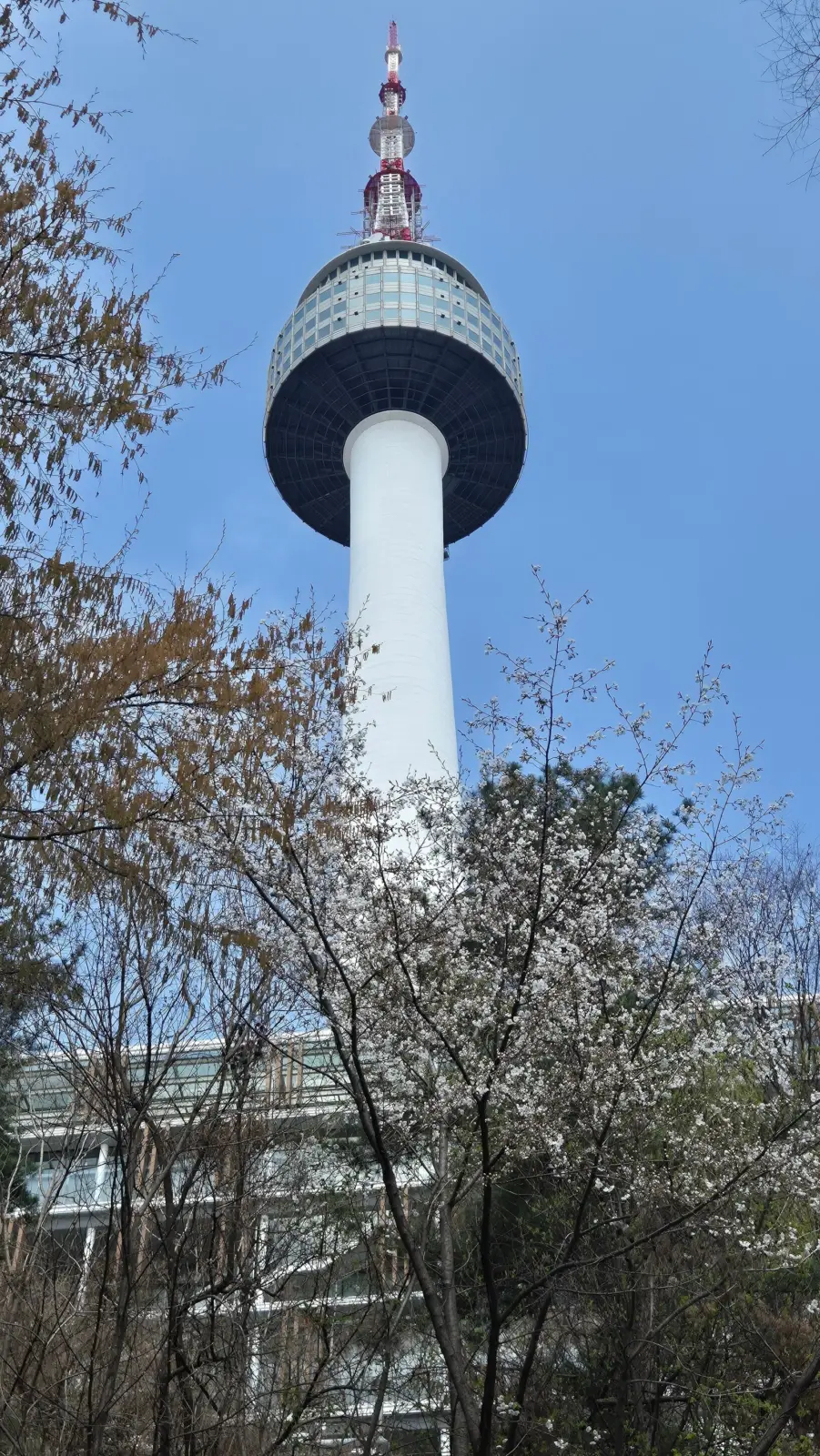 N Seoul Tower entre árboles en flor en Seúl