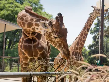 Free tour: La historia Oculta del Ex Zoológico de Buenos Aires