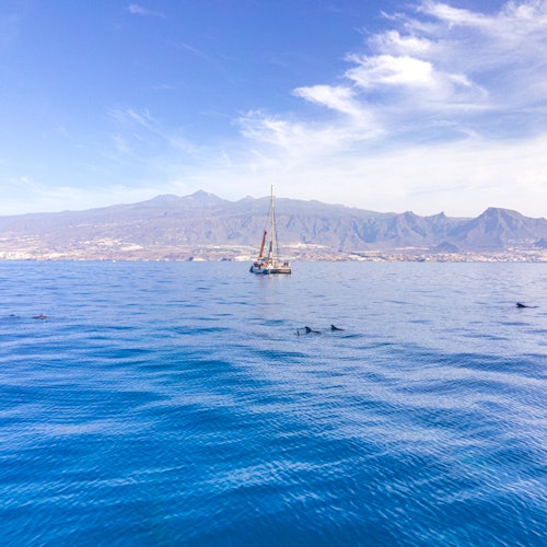 Tenerife: Excursión de 3 horas en catamarán ecológico para avistar ballenas y delfines