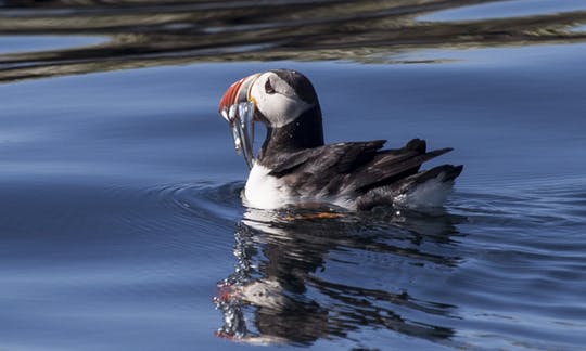 Puffin watching tour from Reykjavik
