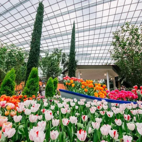 Gardens by the Bay: Supertree Observatory Entry