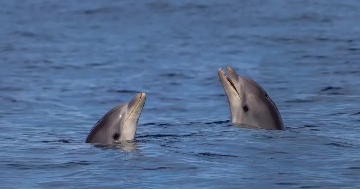 Desde Can Picafort: Avistamiento de Delfines y Excursión en Barco por las Cuevas