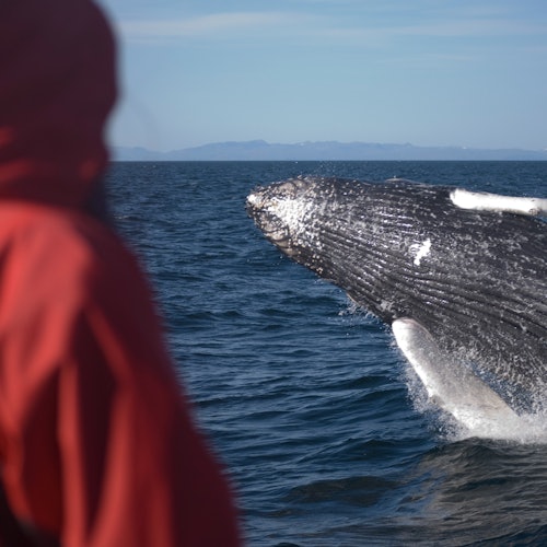 Whale Watching: Elding's Wildlife Exhibition Entry + Tour from Reykjavik