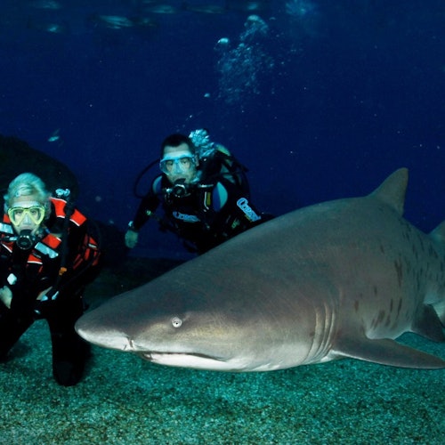 Palma Aquarium: Entrada + Inmersión con tiburones