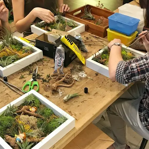 Taller de terrarios y paredes verdes con plantas aéreas Funan y PLQ: Taller de paredes verdes con plantas aéreas