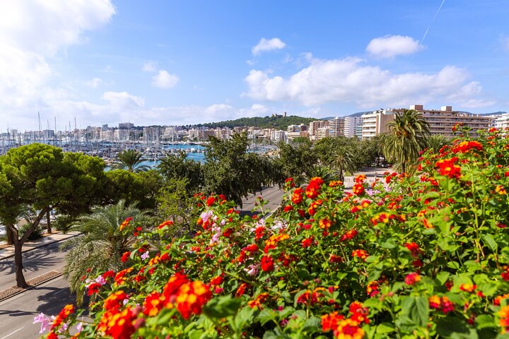 Explora Palma en 60 minutos con un Local