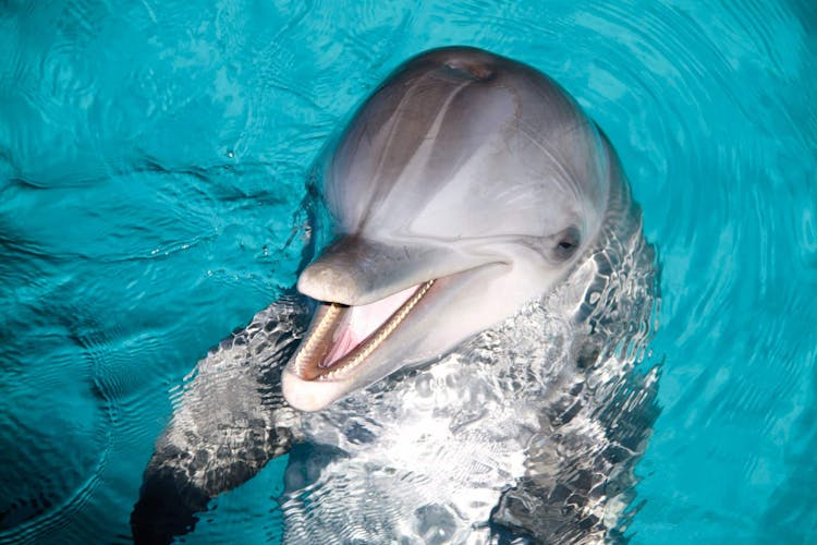 Entrada VIP al Parque Natural de Arrecifes de Garrafón y experiencia con delfines