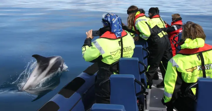 From Reykjavik: Whale Watching Tour by Speedboat