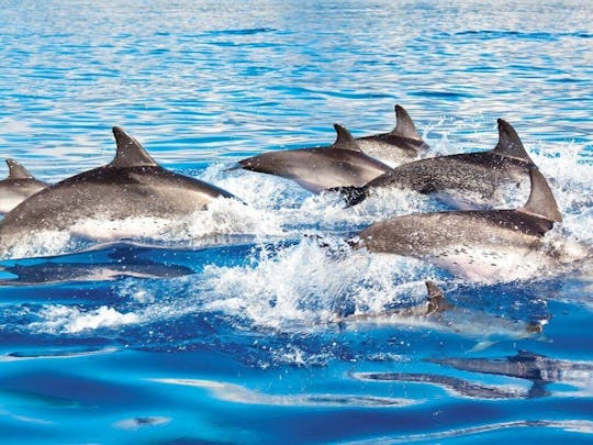 Delphinus Dolphin Experiences at Puerto Morelos