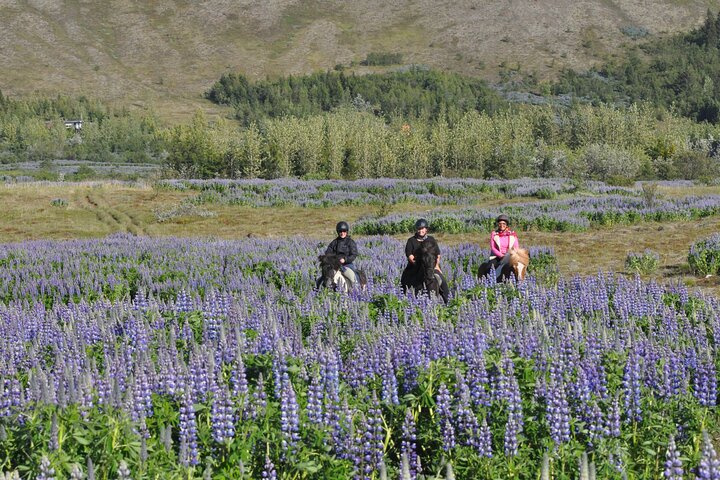 Horseback Riding Tour in Mosfellsbær