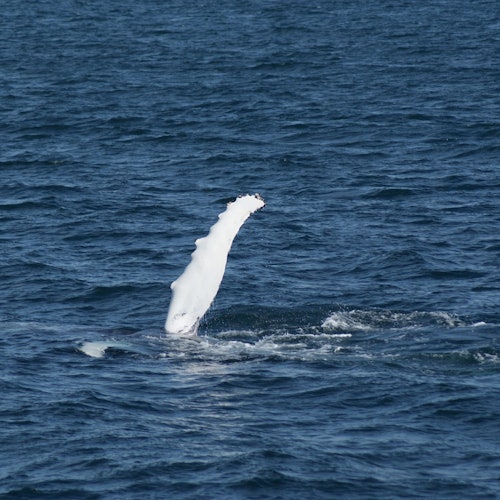 Reykjavik: Whale Watching & Northern Lights Combo Cruise