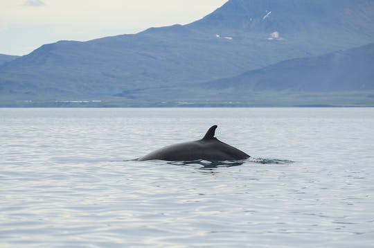 Combinación de conducción de vehículos todo terreno y avistamiento de ballenas