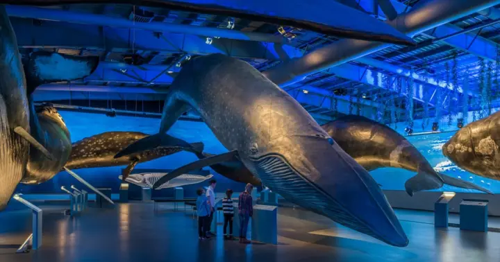 Reikiavik Entrada al Museo de las Ballenas de Islandia