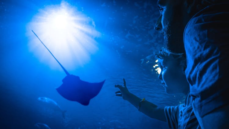 Oceanografic entrance tickets