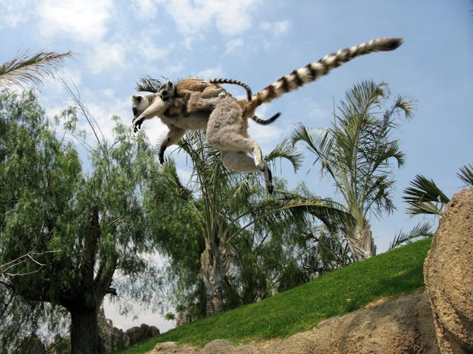 Ticket de entrada al Bioparc Valencia.