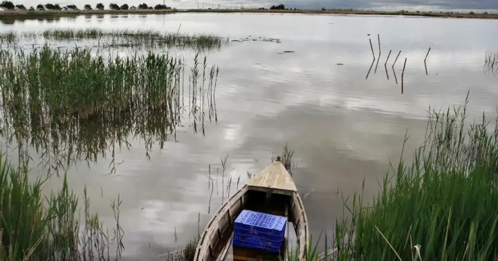 Observación de aves en el delta del Ebro