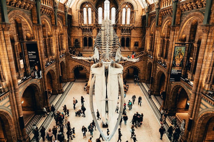 Entrada al Museo de Historia Natural de Londres y audioguía en la aplicación