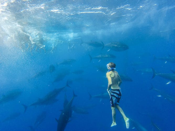 Paseo en catamarán de 2 horas para nadar con atunes en L'Ametlla de Mar