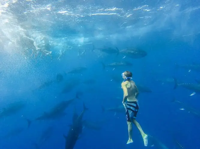 Paseo en catamarán de 2 horas para nadar con atunes en L'Ametlla de Mar