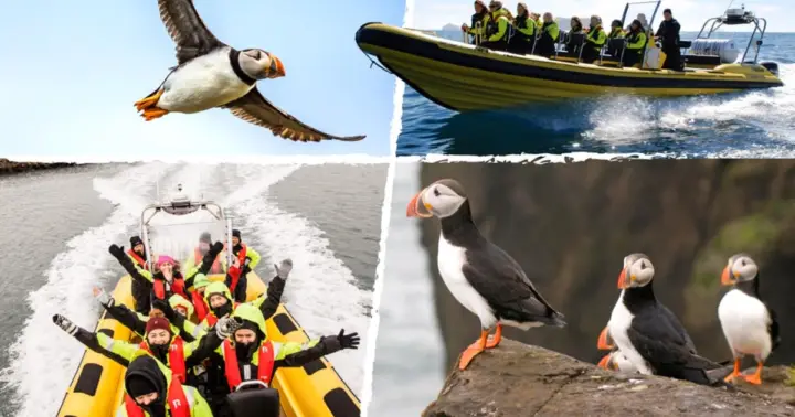Reykjavik: Puffin Watching RIB Speedboat Tour