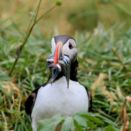 Iceland: Puffin Watching Tour from Reykjavik