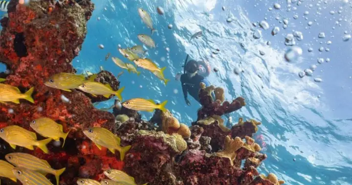 Isla Mujeres: Snorkel Tour at Musa and Manchones Reef