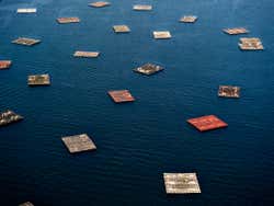 Paseo en barco por la ría + Degustación de mejillones