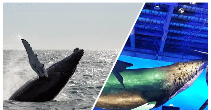 Reykjavik: Whale Watching Excursion & Whale Exhibition