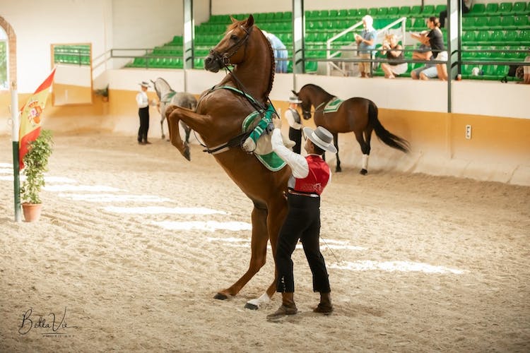Espectáculo de caballos andaluces y flamenco con cena en Málaga