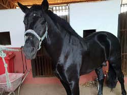 Paseo a caballo por Doñana y el Aljarafe