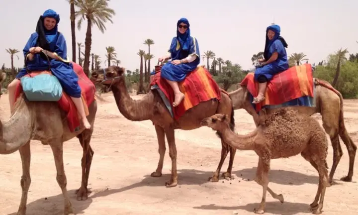 Paseo en camello por el palmeral de Marrakech