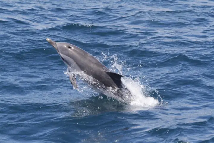 Excursión de un día para avistar delfines en Gibraltar desde Sevilla