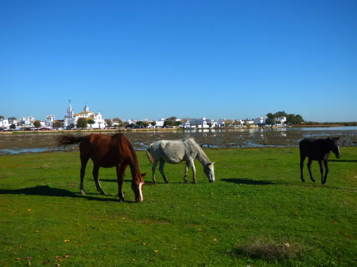 Excursión en todoterreno al Parque Nacional de Doñana desde Sevilla