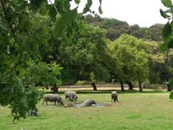 Excursión a la Sierra de Aracena