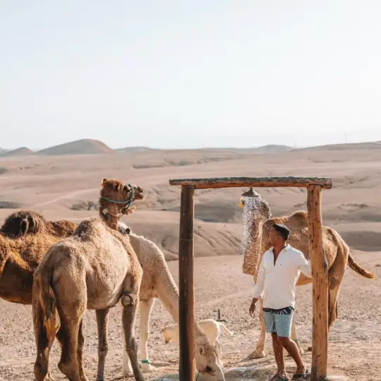 Marrakech: Agafay Desert Camel Ride, Dinner, & Show