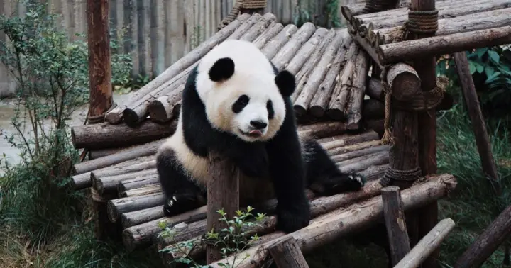 Lisboa: Visita el Jardín Zoológico y haz un crucero por el río Tajo