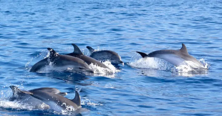 Pollença: Excursión en barco para avistar delfines