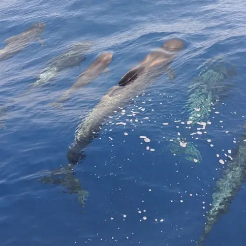 Tenerife: Excursión de 4,5 horas a Masca y Los Gigantes para avistar ballenas y delfines