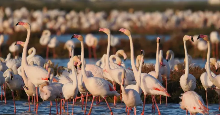 Observación de flamencos y otras aves en el delta del Ebro al atardecer