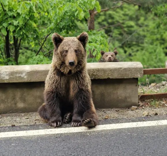 Bucarest: excursión de 1 día por la carretera de Top Gear y osos pardos salvajes