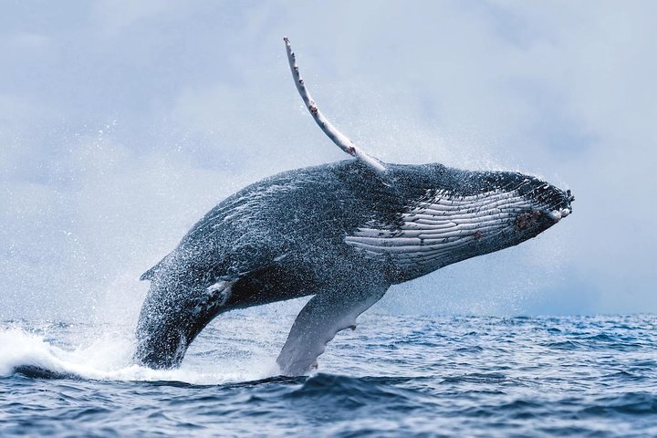 Whale Watching Tour with Professional Guide from Reykjavik