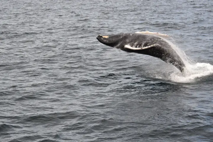 Reykjavik: Best Value Whale Watching Boat Tour