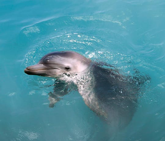Garrafon Natural Reef Park catamaran cruise and dolphin experience – special offer for two