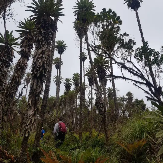 Desde Bogota: Sendero a la casa de oso Andino Choachi