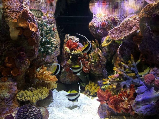 Entrada Acuario Interactivo La Isla Mall