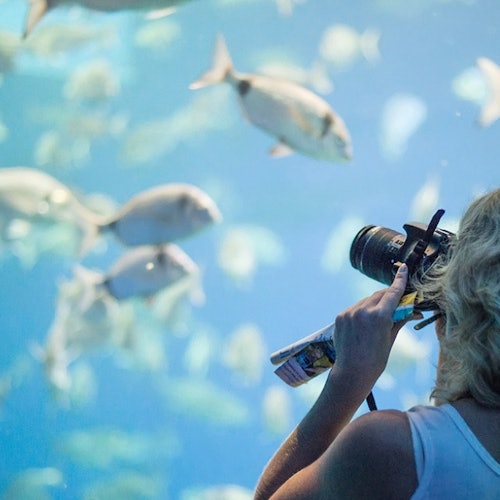 Palma Aquarium: Entrada + Traslado desde el Norte